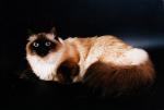 ������� ���� (����)