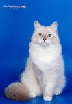 �������� ������� ������ (����)