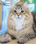 Veresk Onix Gloria (����)