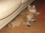 O'kay Abrikos Snegopad (����)