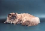 �������� ������� ����� (����)