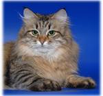 ��������� ����� ������ (����)