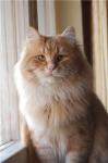���� ������� ��� ������������ (����)