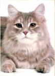 �������� ������ (����)