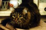 ���� (����)