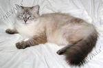 ������� �������� (����)