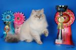 JEAN MASCARAD STAR (����)