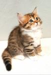 Annabel Gratsioznyy Zver (����)