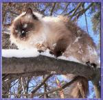Beatris Fejritejl (����)