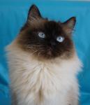 ������� �� ��������� (����)