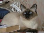 �'��� �������� �������� ������ (����)