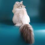 Agata Fairy Lynx (����)