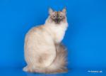 ������� ������ ���� (����)