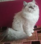 Undina Snowy Hunter (����)