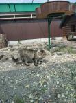 ������ ������ (����)