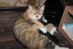 ������-���� ������� (����)