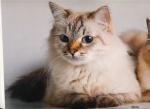 ��� �� ���������� ���� (����)