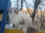 P`Motsart Sineglaziy Angel (����)