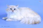 ������ �� �������� (����)