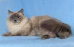 ����� �������� ��������� ���� (����)