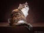 �������� Russian Diamond (����)