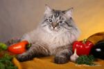 ����� �� ���������� ���� (����)