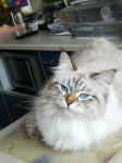������� ������� ������ (����)