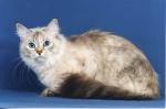 ����� �������� (����)