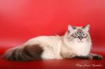 ������� ������ (����)