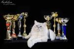 ������� ������� ���� (����)