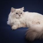 ������� ������� ���� (����)