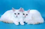 ��������� �������� (����)
