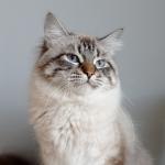 ���� ��������� ������ (����)