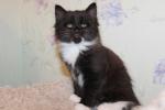 Tayozhny-kray Tersej (����)