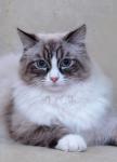 ����� ������� ����� (����)