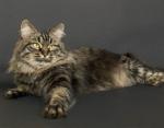 ���� (����)