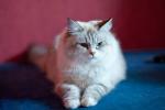 Tutsy Neva's Mystery (����)