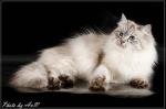 Ezhevika Savushka (����)