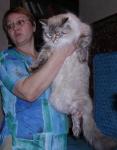 Bagheera Assolada (����)