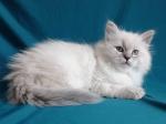 Dominica Fairy Lynx (����)