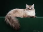 Isolda Ussuriyskiy Tigr (����)