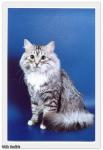 ������ (����)