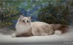 ��������� ��������� �������� ������ (����)