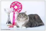 ���������� �������� ����� (����)