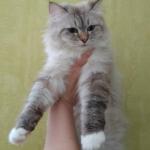 Shustrolap Aviva (����)