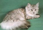 ���� ���������� ���� (����)