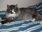 ���� ����������� �������� (����)