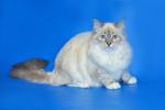 ������ ����������� ��������� (����)