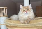 ������-���� ����� (����)