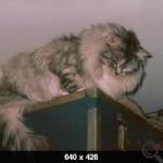������� (����)